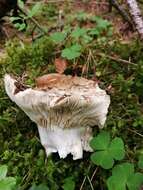 Image of Russula adusta (Pers.) Fr. 1838