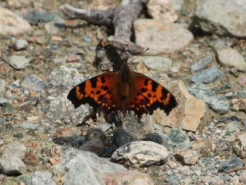 Sivun Polygonia faunus Edwards 1862 kuva