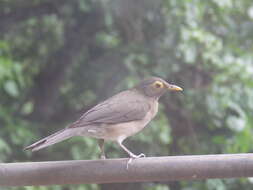 صورة Turdus nudigenis Lafresnaye 1848