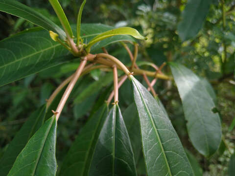 صورة Sapium glandulosum (L.) Morong