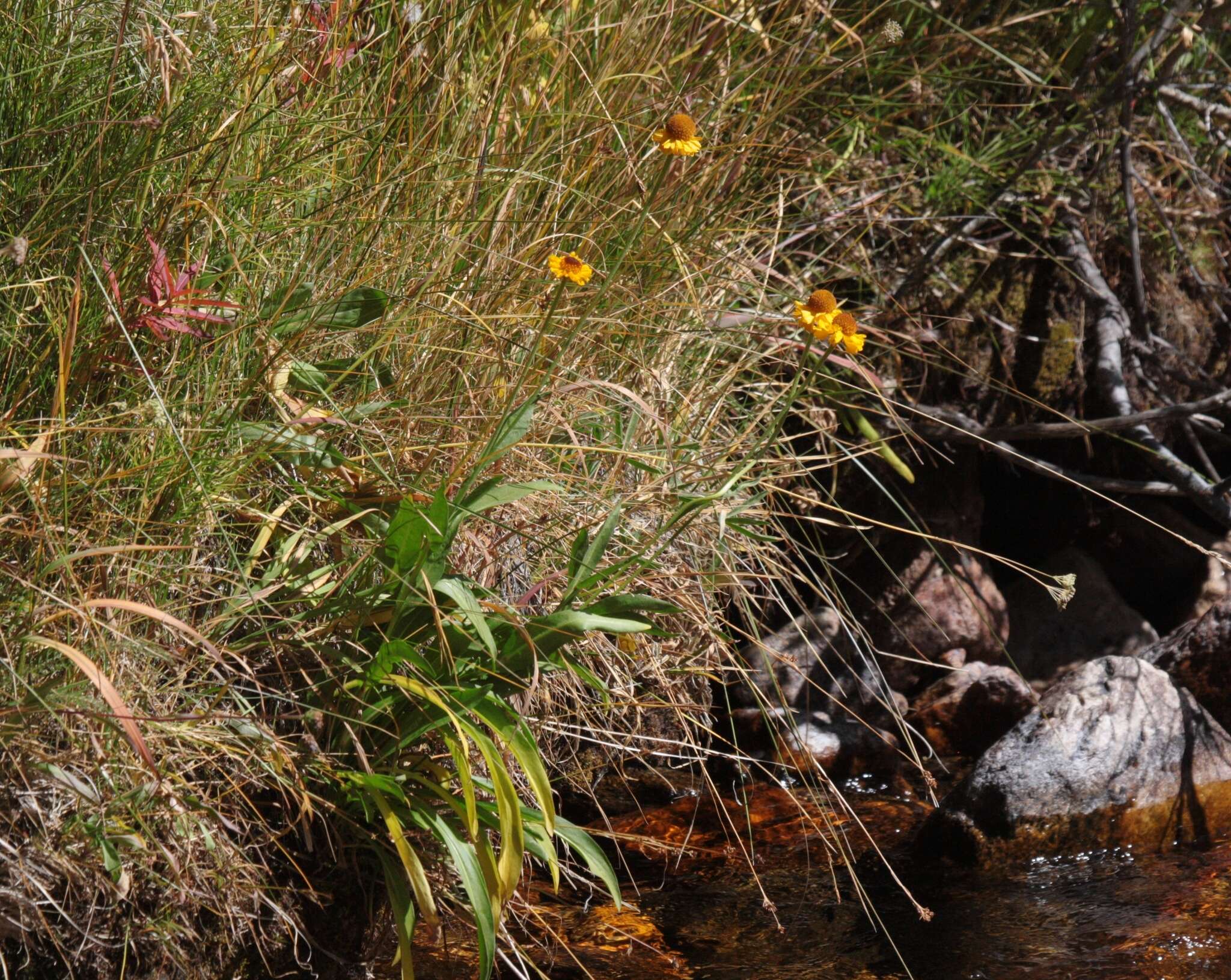 Image of Bigelow's sneezeweed