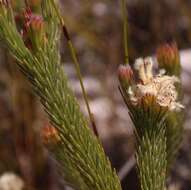 Imagem de Sorocephalus tenuifolius R. Br.