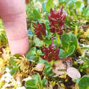 Image de Salix phlebophylla Anderss.