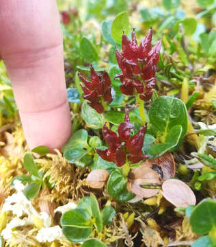 Image of skeletonleaf willow