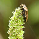 صورة Aclypea opaca (Linnaeus 1758)