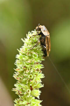 صورة Aclypea opaca (Linnaeus 1758)