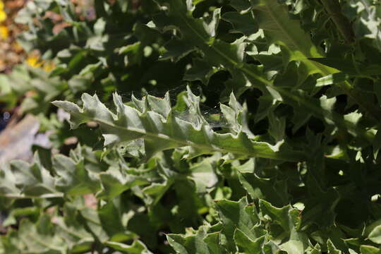 Image of Fountain Thistle