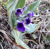 Plancia ëd Primula macrophylla D. Don