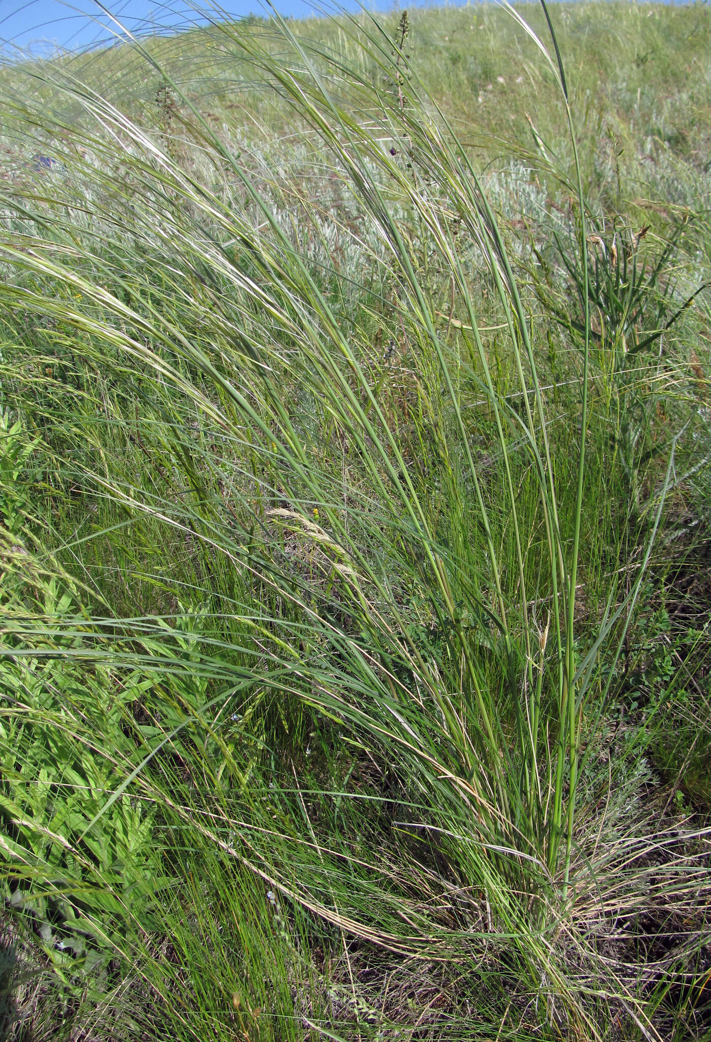 Sivun Stipa dasyphylla (Lindem.) Czern. ex Trautv. kuva