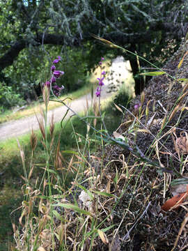 Image of Mt. Tamalpais jewelflower