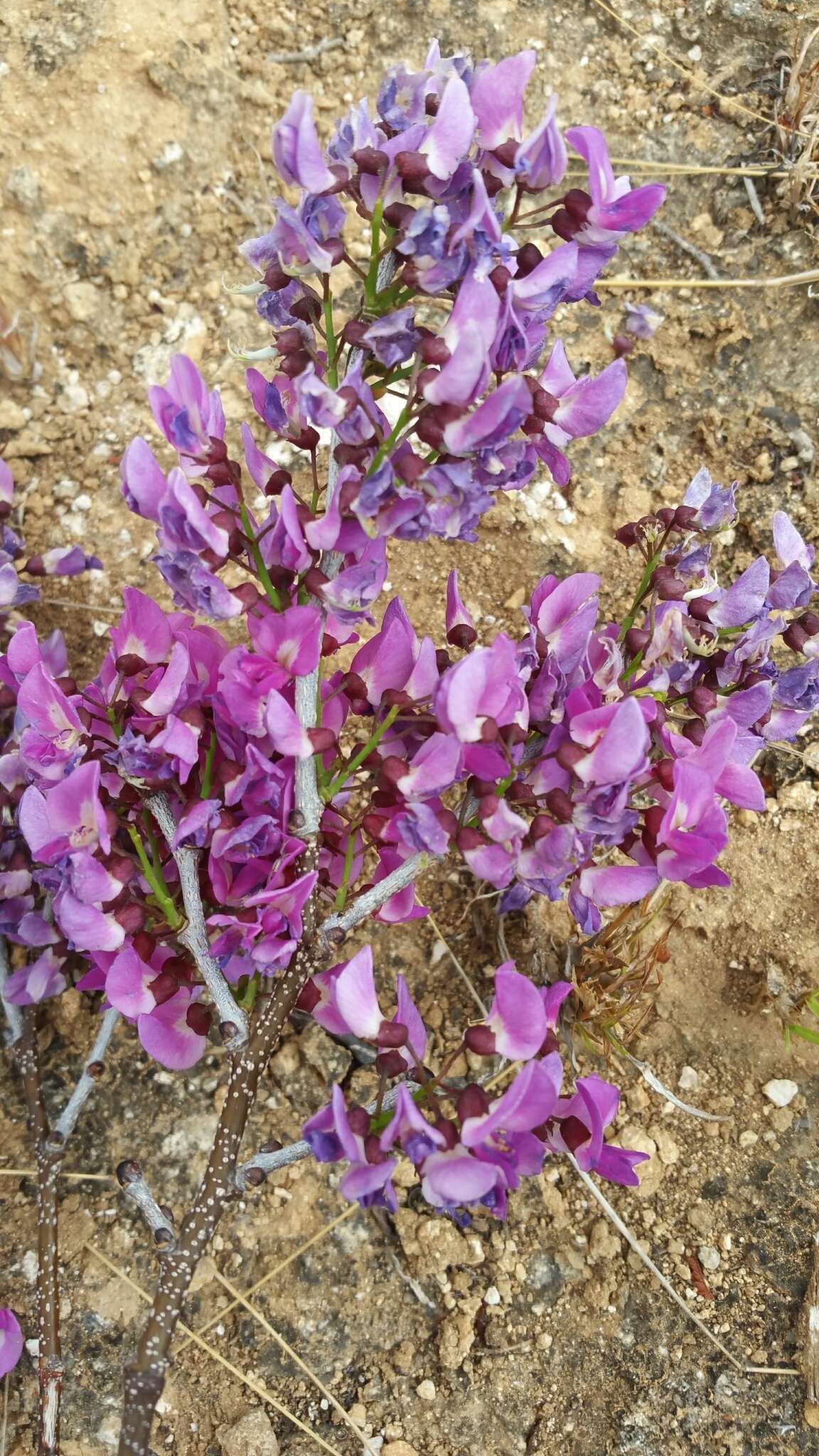 Слика од Millettia richardiana (Baill.) Du Puy & Labat