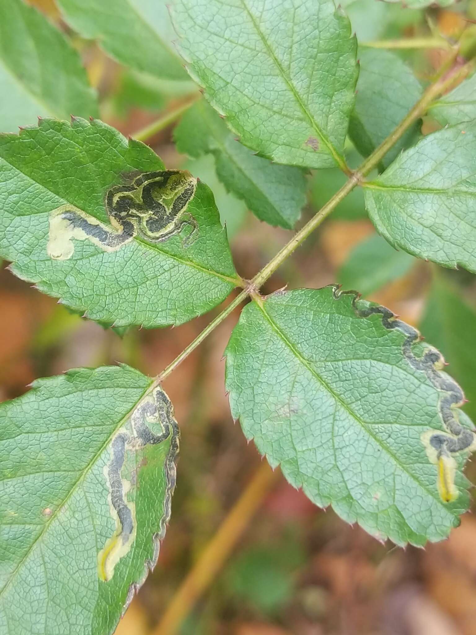 Image of Stigmella rosaefoliella (Clemens 1861) Wilkinson et al. 1979