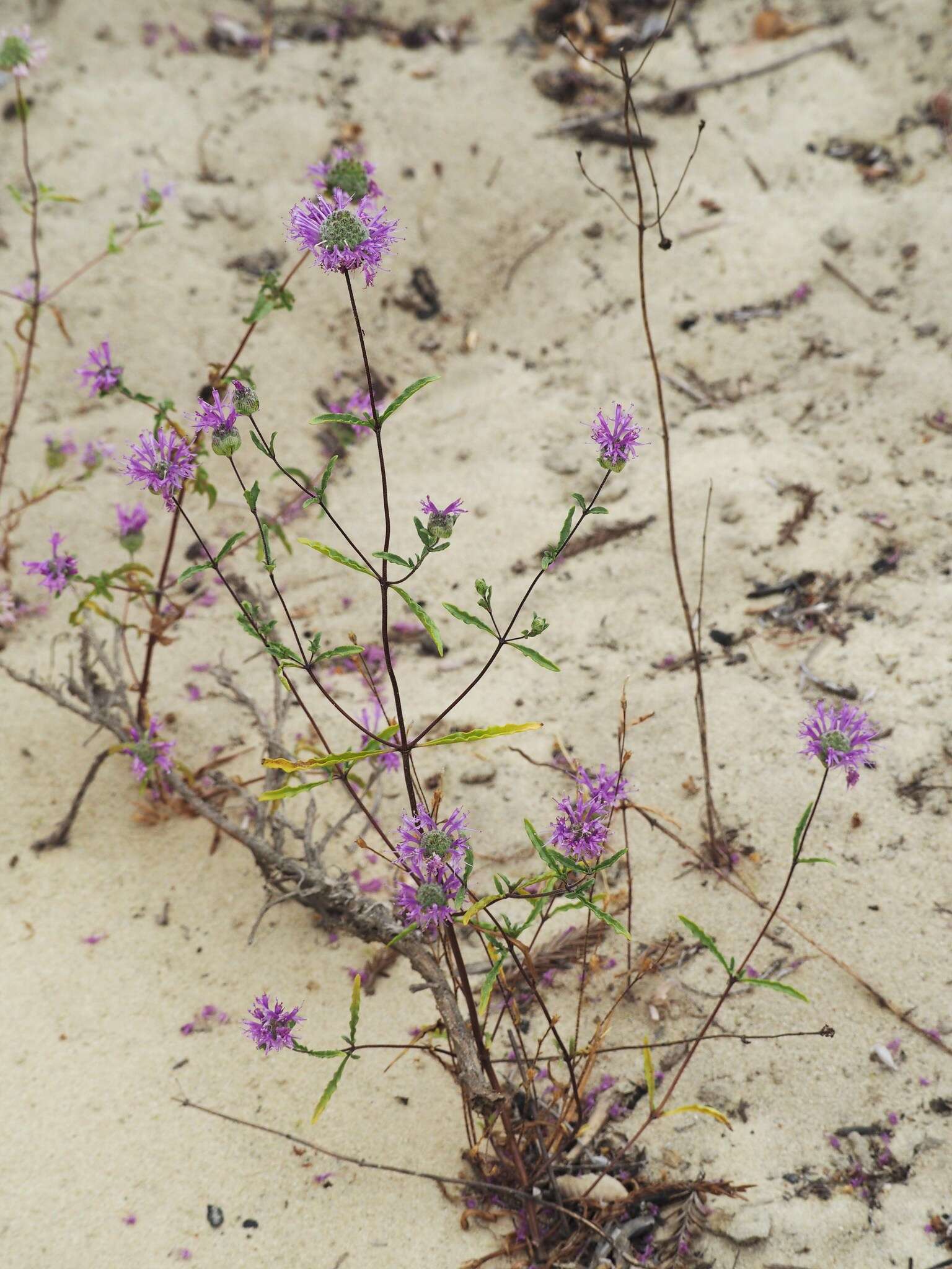 صورة Monardella sinuata subsp. nigrescens Elvin & A. C. Sanders