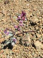 Image of Mt. Diablo jewelflower