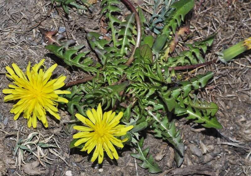 Image of Taraxacum gasparrinii Tineo ex Lojac.