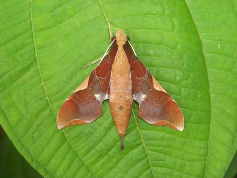 Image of Callionima nomius (Walker 1856)