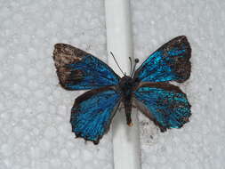 Image of satin azure