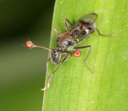 Plancia ëd Diasemopsis