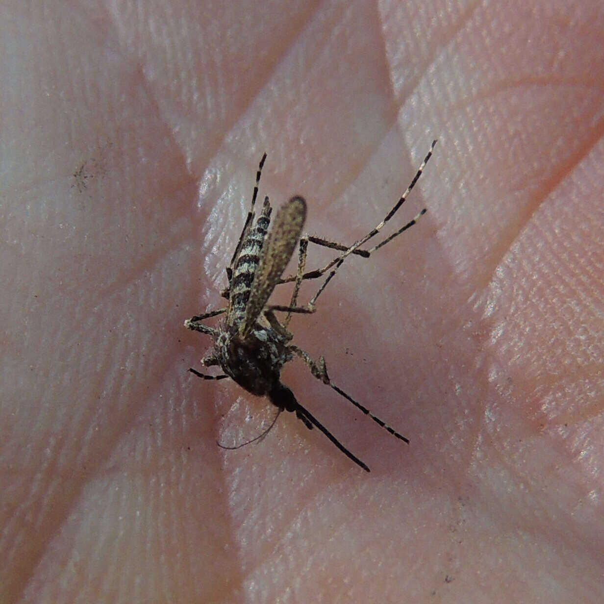 Image of Aedes grossbecki Dyar & Knab 1906