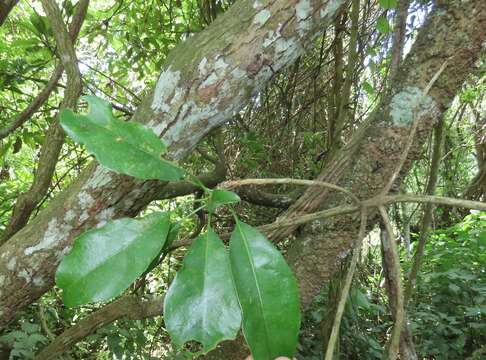 Image of Inhambanella henriquesii (Engl. & Warb.) Dubard