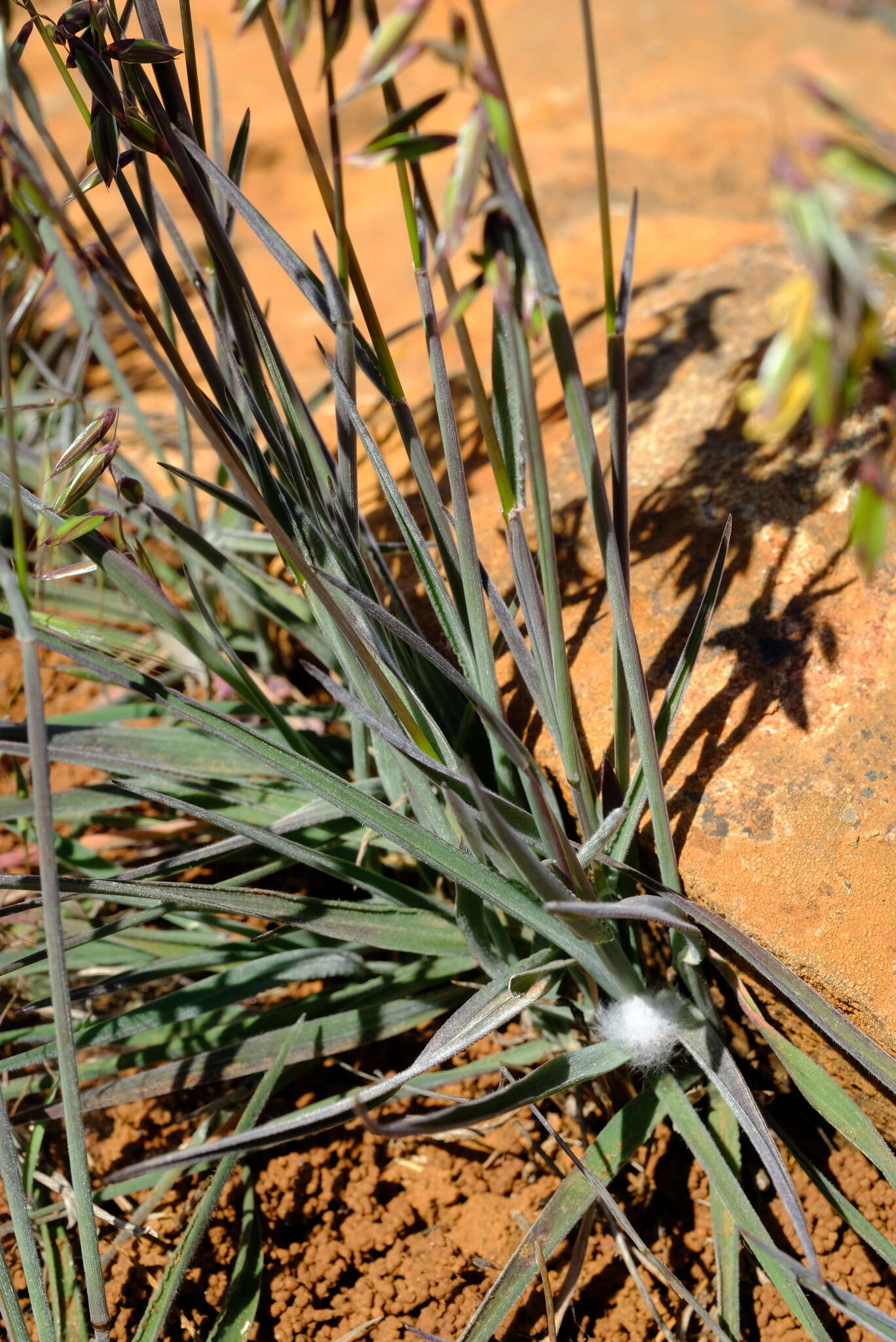 Image of Ehrharta eburnea Gibbs Russ.