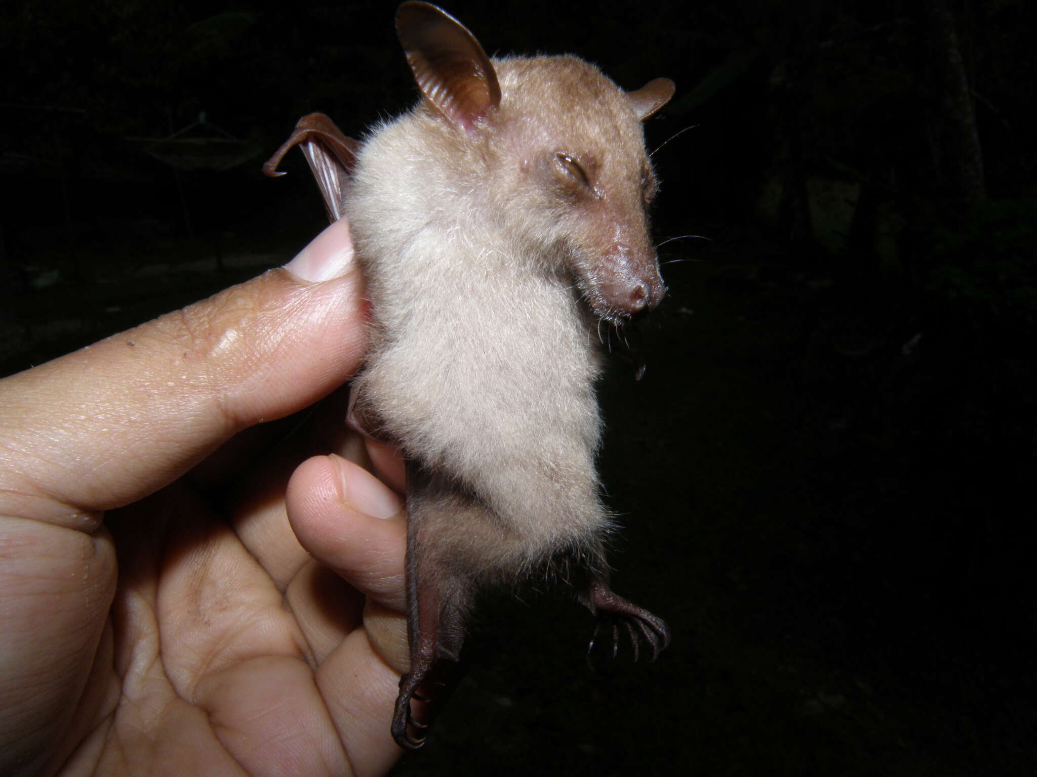 Image of Dagger-toothed Long-nosed Fruit Bat