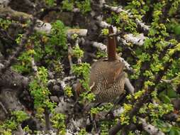 Imagem de Scelorchilus albicollis atacamae Hellmayr 1924