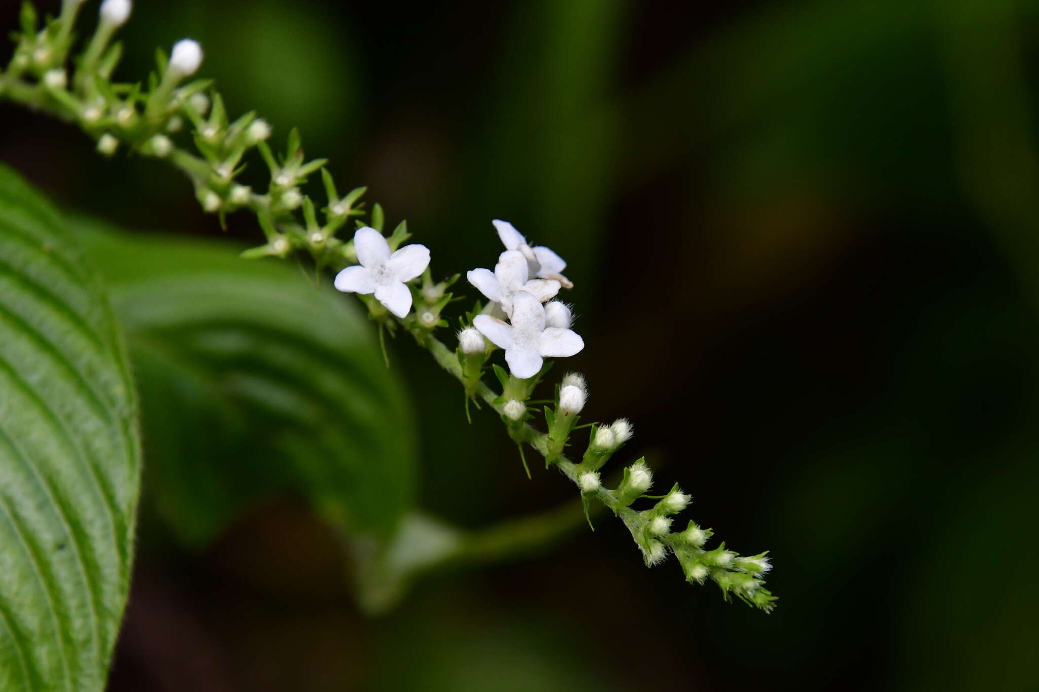 Imagem de Gonzalagunia hirsuta (Jacq.) K. Schum.