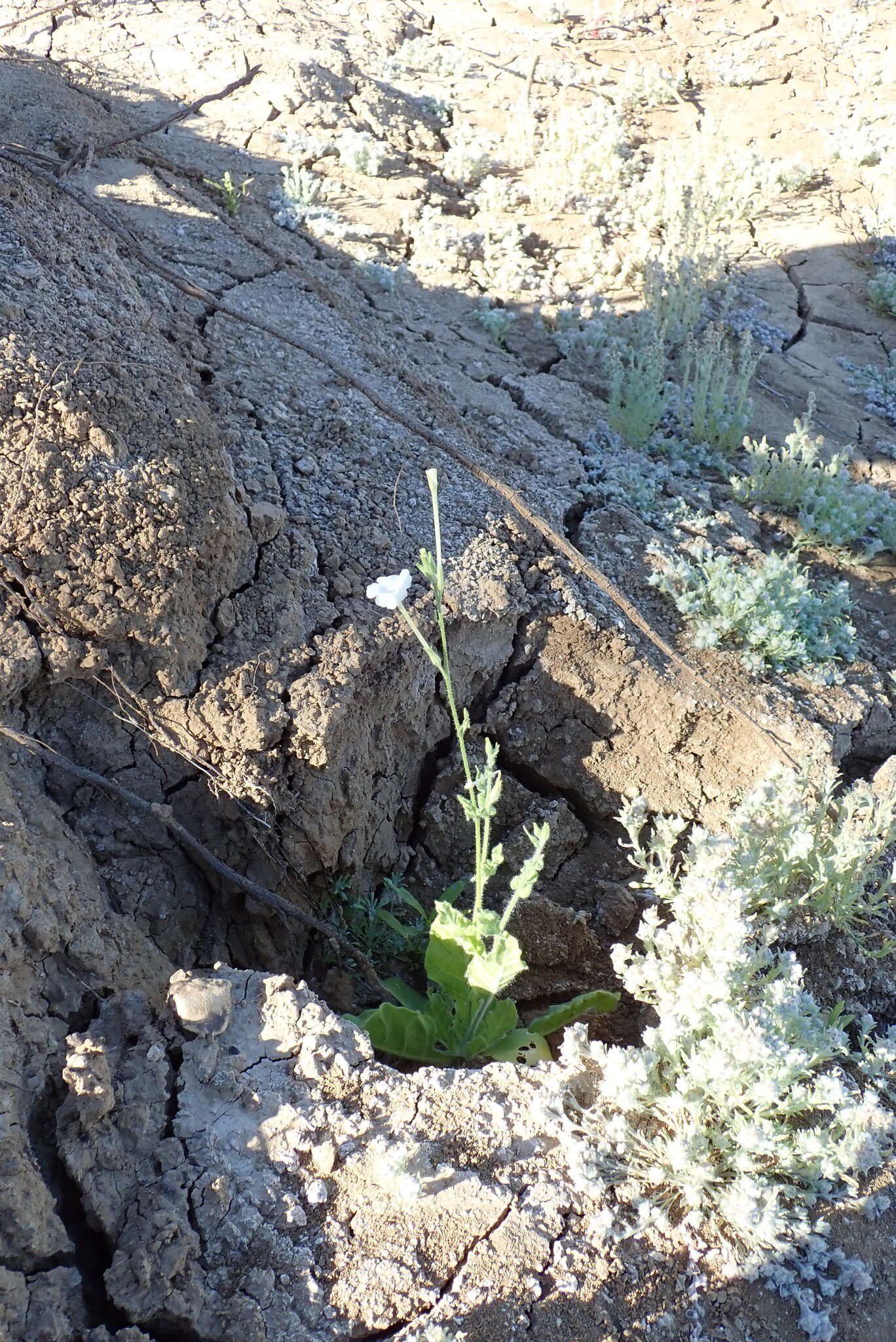 Image of Nicotiana megalosiphon Heurck & Muell.-Arg.