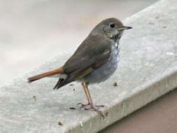 Image of Hermit Thrush