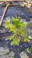 Image of rough-stalked feather-moss