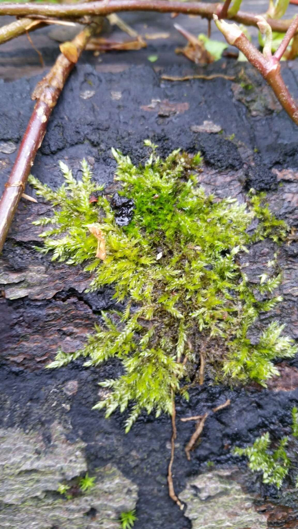 Image of rough-stalked feather-moss