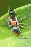 Image of Chrysilla volupe (Karsch 1879)