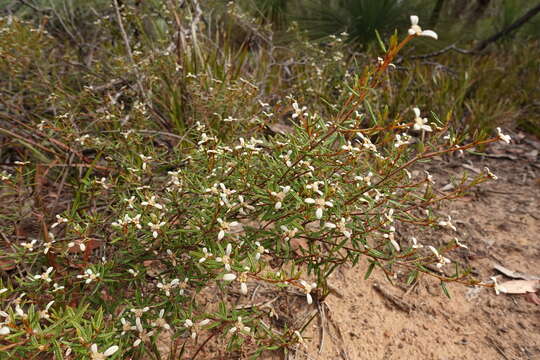 صورة Spyridium vexilliferum var. vexilliferum