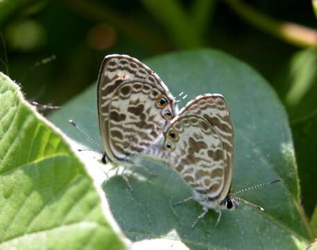 Image of Leptotes plinius