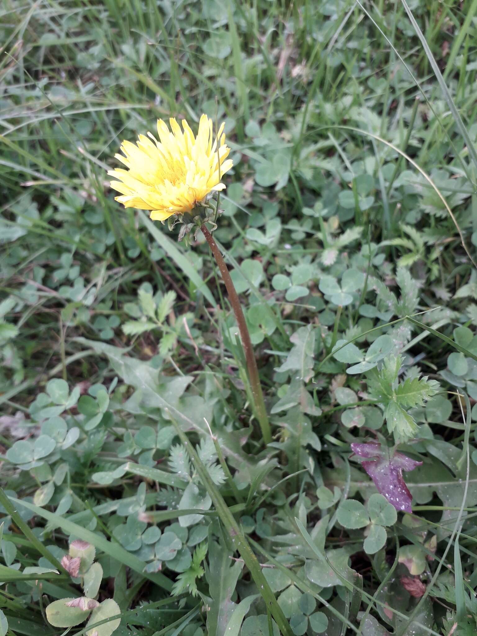 Image of Taraxacum longicorne Dahlst.