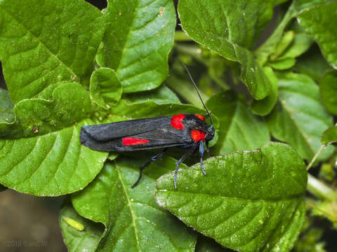 Plancia ëd Cyana tettigonioides (Heylaerts 1892)