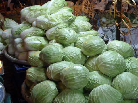 Image of Napa cabbage