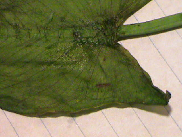 Image of green arrow arum