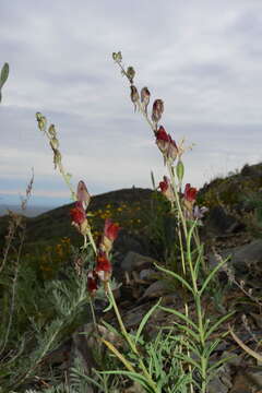 صورة Linaria hepatica Bunge ex Ledeb.