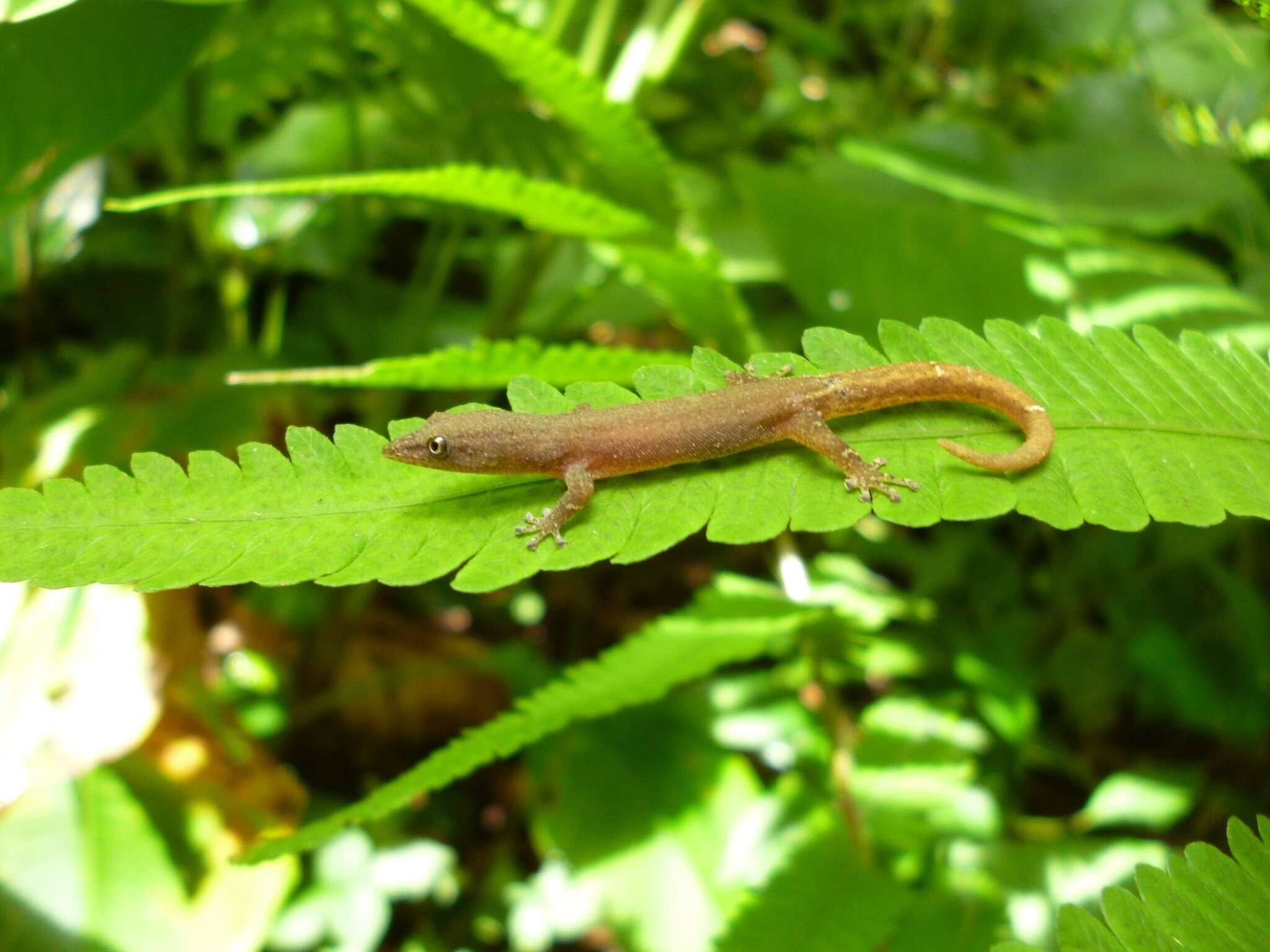 Image of Tobago Least Gecko