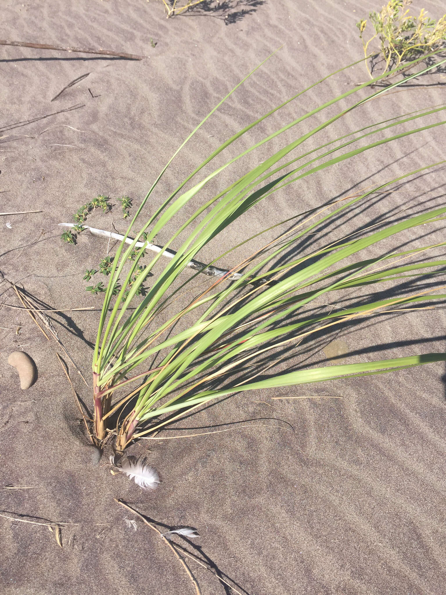 Image of American beachgrass