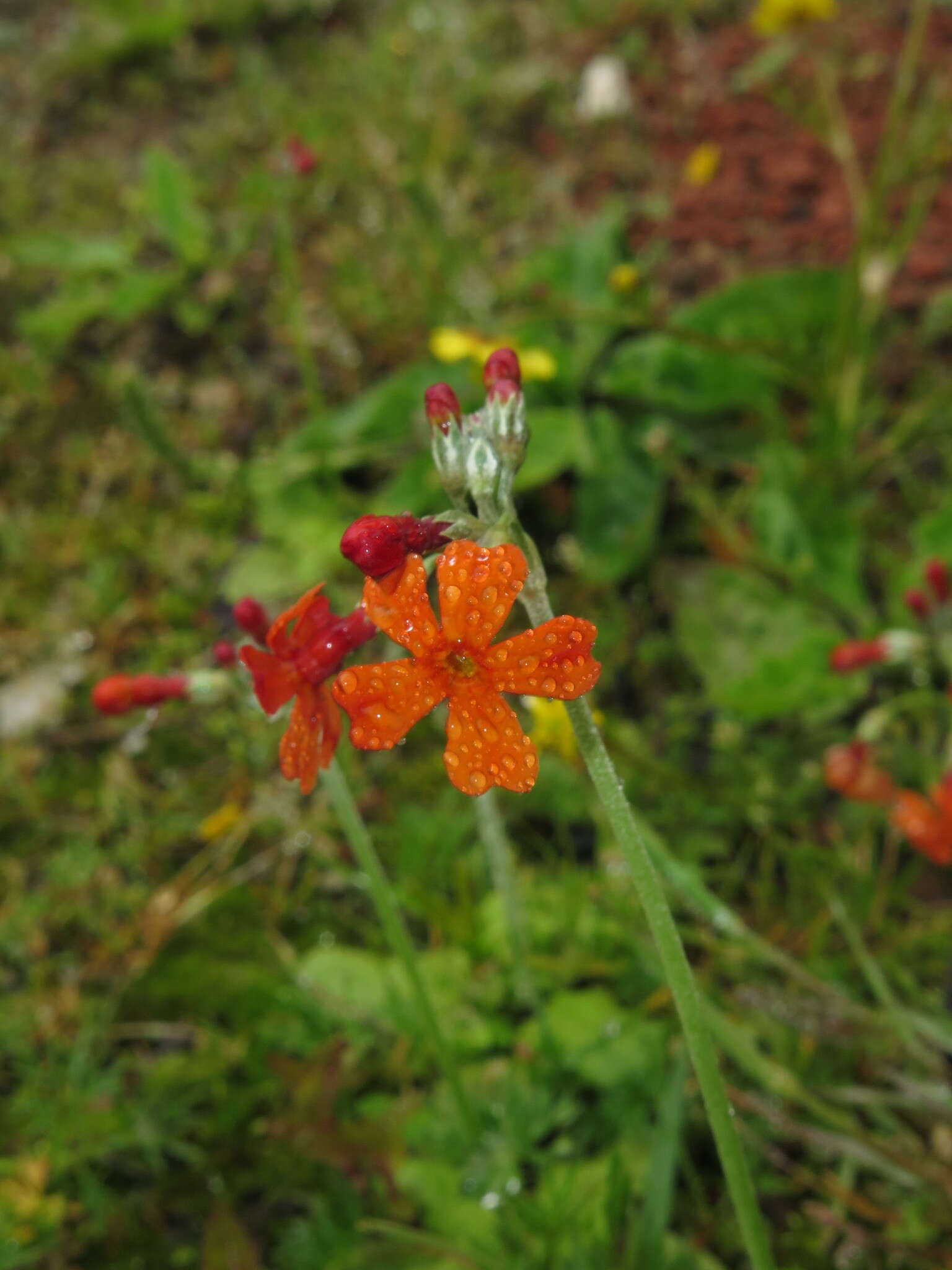 Image of Primula cockburniana Hemsl.