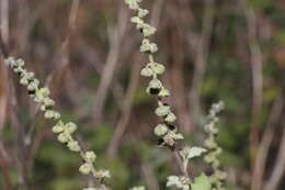 Image of Tucson bur ragweed