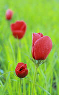 Image of lilies-of-the-field