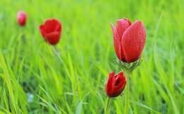 Image of lilies-of-the-field