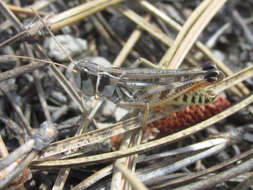 Image of Bruneria brunnea (Thomas & C. 1871)