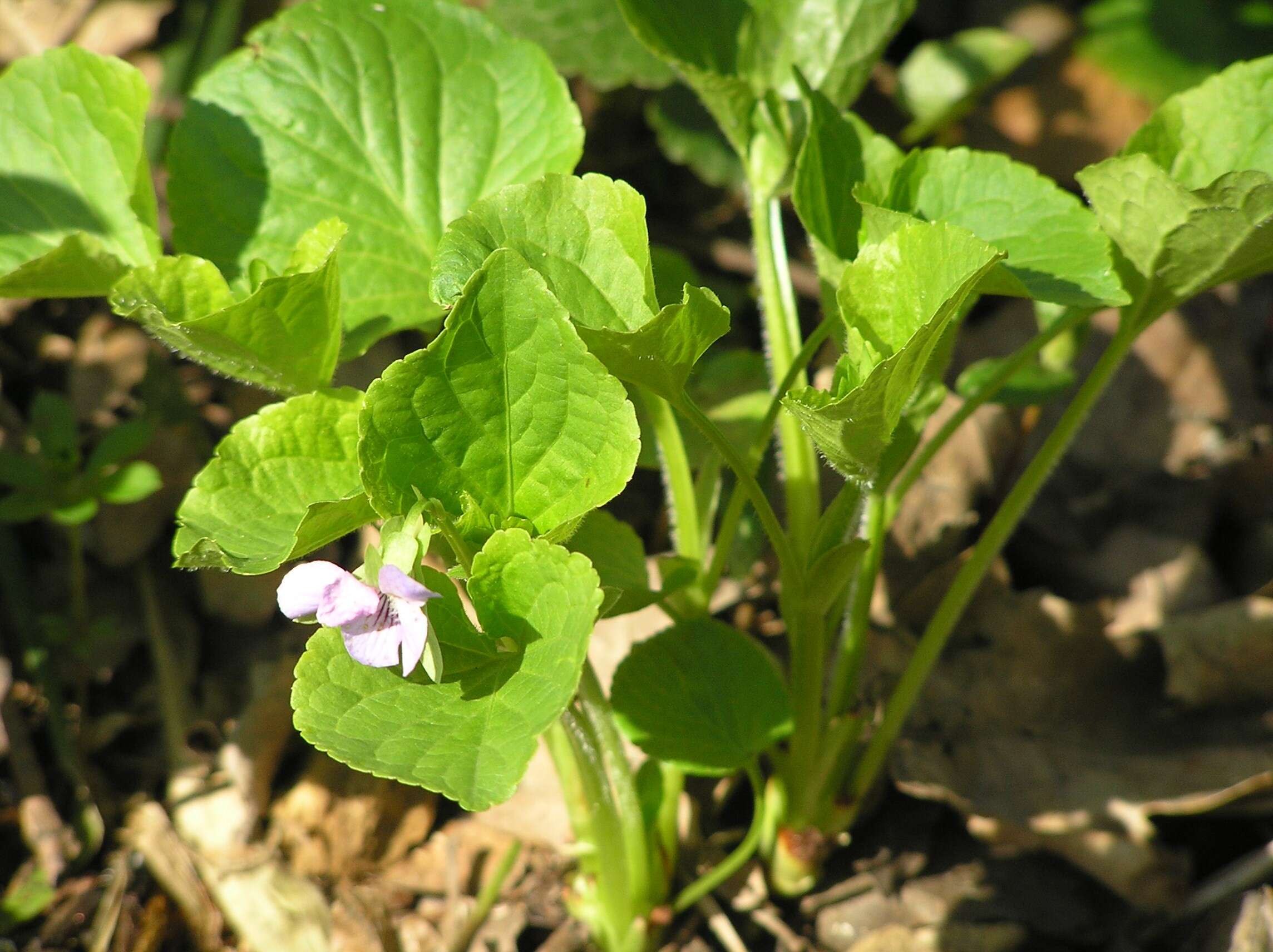 Слика од Viola mirabilis L.
