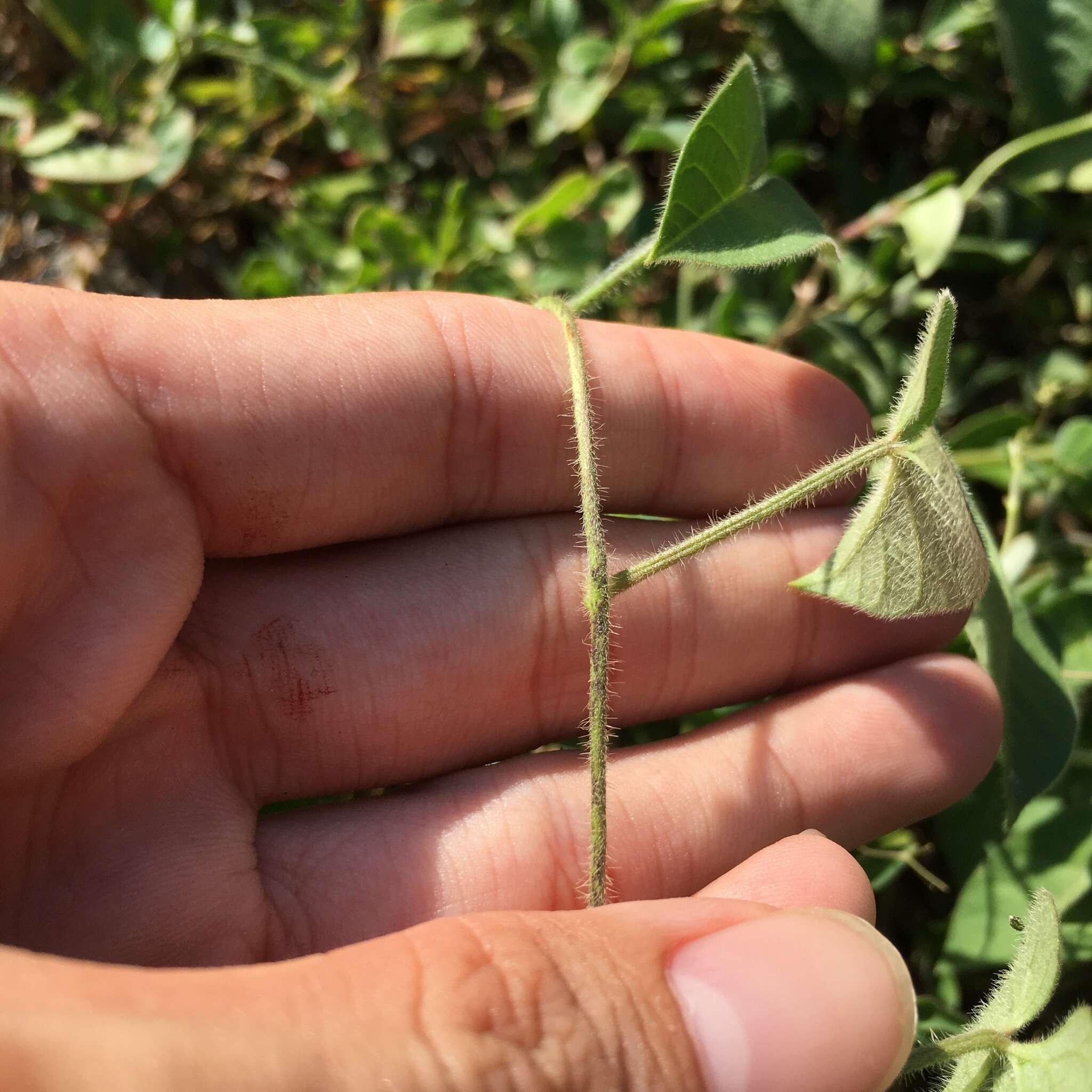 Image of Ipomoea biflora (L.) Pers.