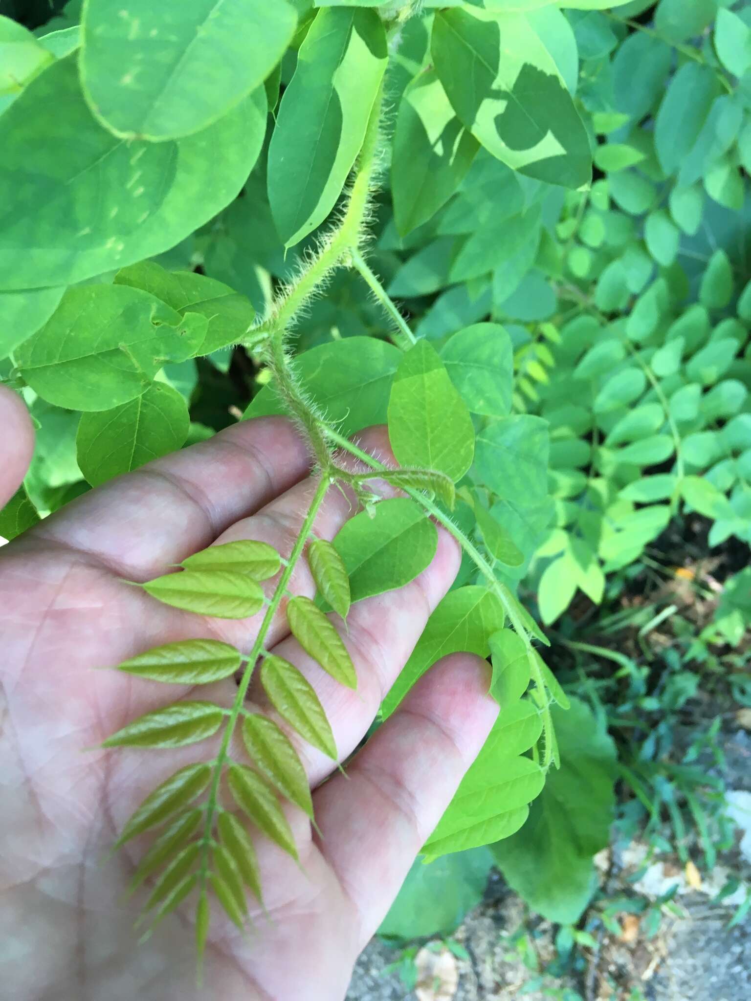 Imagem de Robinia hispida L.